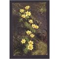 FLOWERS POST CARDS - ANEMONE SULPHUREA - NICE C...