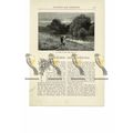 Corner of the Lake, Blenheim Palace, Oxon, Book...