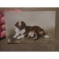 Early fr Postcard - Saint Bernard Dog ?
