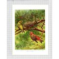 9538) CROSSBILL H Goodchild - 1966 Bird Book Print