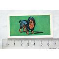 1963 Molassine card Dogs No. 8 King Charles Spa...