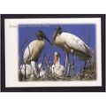 WOOD STORK EVERGLADES NATIONAL PARK MINT