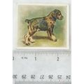 1936 Godfrey Phillips Our Puppies No. 11 The Sc...
