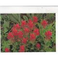 Rhexia leaved Paintbrush Postcard unused VGC