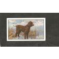 Cigarette Card Gallaher Dogs A series 1936 # 20...