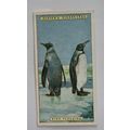 1924 Players Natural History card No. 37 King P...