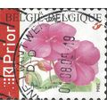 BELGIUM, FLOWER, Impatiens walleriana, red 2004...