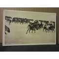 REINDEER, NORWAY unused antique postcard RP #