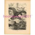 Vipers, Victorian Natural History Book Illustra...