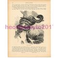 Indian Adjigar, Victorian Natural History Book ...