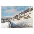 SHEEP IN WINTERTIME used postcard 1990 postmark =