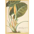 Unused Art Postcard - Arum Lily - Georg Dionysi...