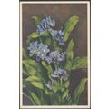 Myosotis Alpestris - Myosotis des Alpes, 1946 -...