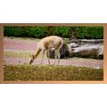 Vicuña Grazing in a Natural Habitat A5 Beech