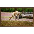Vicuña Grazing in a Natural Habitat A5 Dark Brown