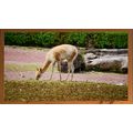 Vicuña Grazing in a Natural Habitat A5 Dark Teak