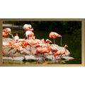 Flamingos by the Water A5 Oak