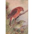 Artist Drawn Male And Female Crossbill Bird Pos...