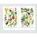 Wild Flowers Hilda M Coley - c.1940s Cutting / ...
