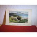 HIGHLAND CATTLE IN SCOTLAND used antique postca...