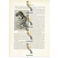 Caricature Of Donizetti, Paris, Book Illustrati...
