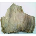 Petrified Wood 1 Specimen Slab Cabbing Rough