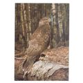 a BUZZARD.. a COLLECTACARD postcard by J.Arthur...