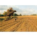 Autumn Farmyard Ramble On Farm Hay at Winslow B...