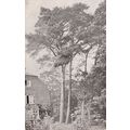 Scots Fine Tree London Reward Card Antique Post...