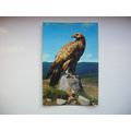 Golden Eagle – Scotland. (J Arthur Dixon)