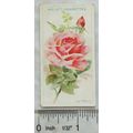 1912 Wills Roses No. 25 La France