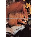 D099560 Squirrel. Engadin Press AG. Foto Reinhard