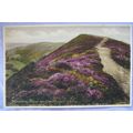 vintage colour postcard Dunster, View on Grabhurst