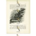 Banded Monitor, Animal Book Illustration (Print...