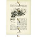 Reinwardt's Flying Frog, Animal Book Illustrati...