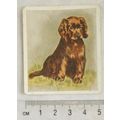 1936 Godfrey Phillips Our Puppies No. 25 The Sussex Spaniel