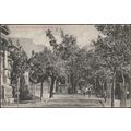 Government Avenue, Cape Town, c.1910 - Postcard