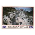 RUSH HOUR IN SCOTLAND unused postcard .. SHEEP ...