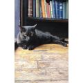 Toronto Book Store Cat at Acadia Art & Rare Can...