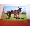 mother and foal, DONKEY unused postcard Colourm...