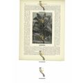 Inaja Palm, Central & South America, Book Illus...