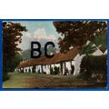 Postcard Nichol Street Lamlash Isle Of Arran Nr...