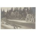 Norway Winter Snow in forest Ski Tracks early 2...