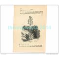 ALOE, HUEVOS, TRINIDAD?, Book Illustration, c1883