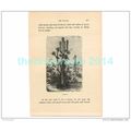 CACTUS, HUEVOS, TRINIDAD, Book Illustration, c1883
