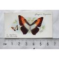 1932 John Player & Sons Butterflies No. 41 Sout...