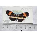 1932 John Player & Sons Butterflies No. 38 Sout...