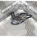 Vintage Metal & Fine Stone 1.5" Long Bird Brooc...