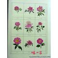 JAPANESE PEONIES 1926 Franklin Mead garden vint...