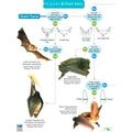 A Guide To British Bats